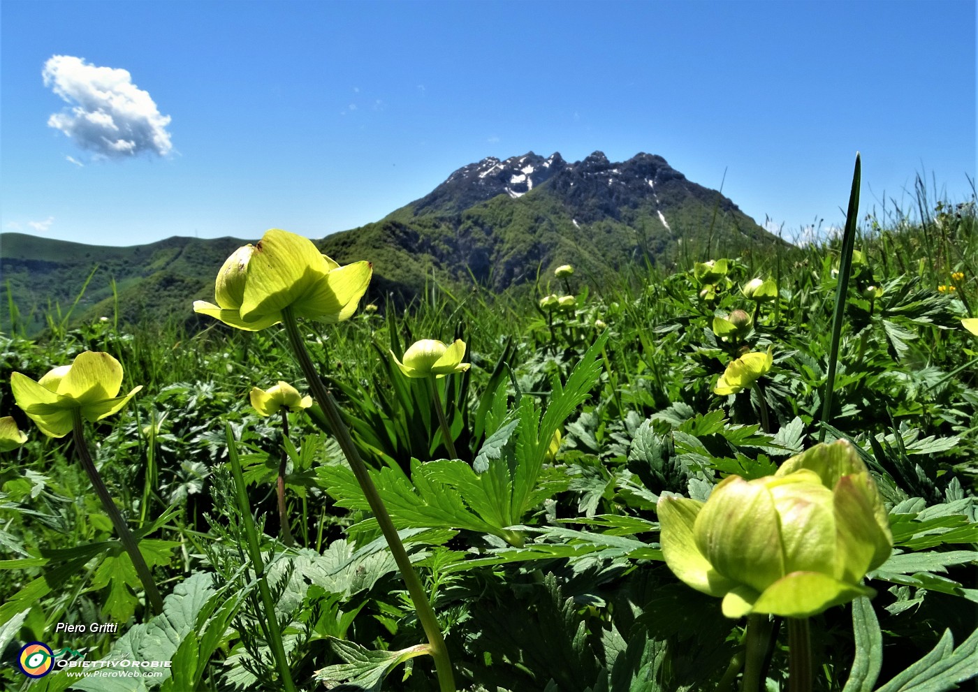 38 Botton d'oro (Trollius europaeus) in bocciolo con vista in Resegone.JPG